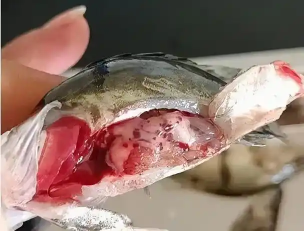 鱼病疑难杂症:暴发性败血症与病毒性出血病和肠炎病的区别与防治