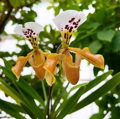 格力兜兰雨林缸生态缸造景花卉绿植盆栽小型兰花p.gratrixianum