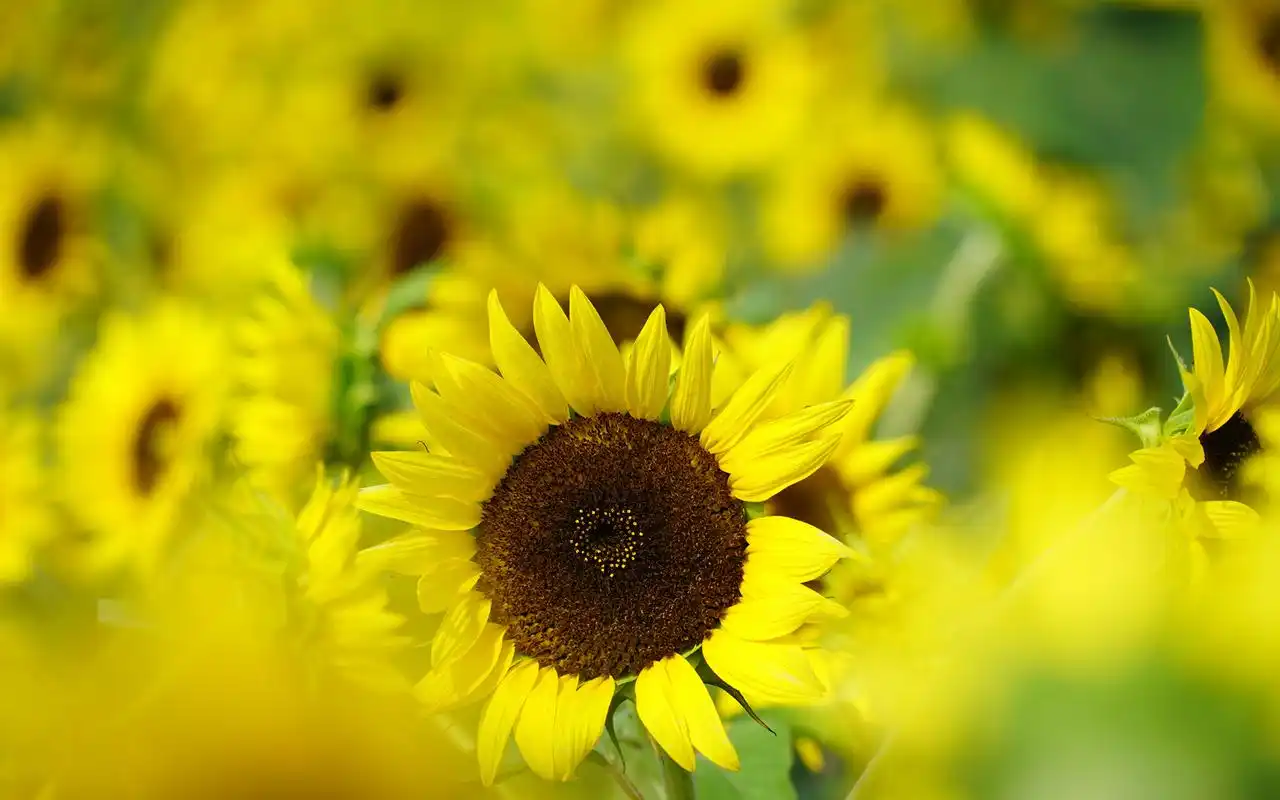 好看的向日葵花高清桌面壁纸