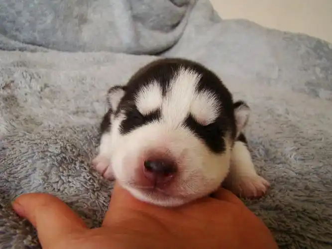 蠢萌二货哈士奇幼年摄影图片十二生肖狗