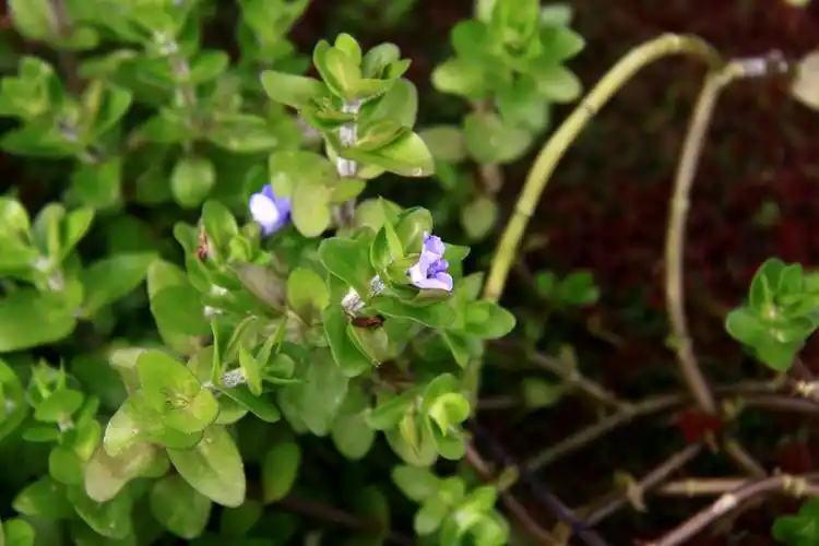 巴戈草车前科假马齿苋属