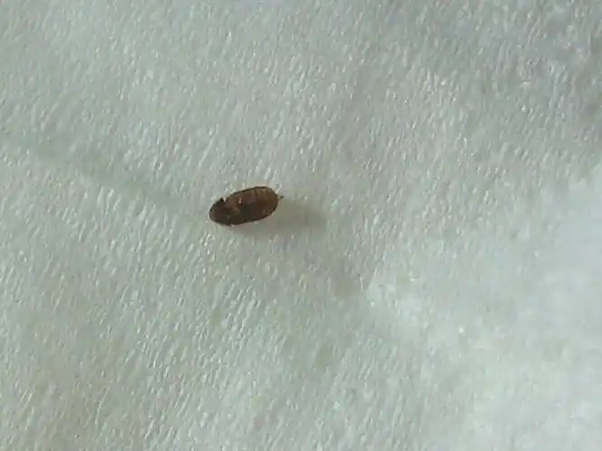 家里最近出现了很多小的棕色的虫子 是什么虫子 怎么来的