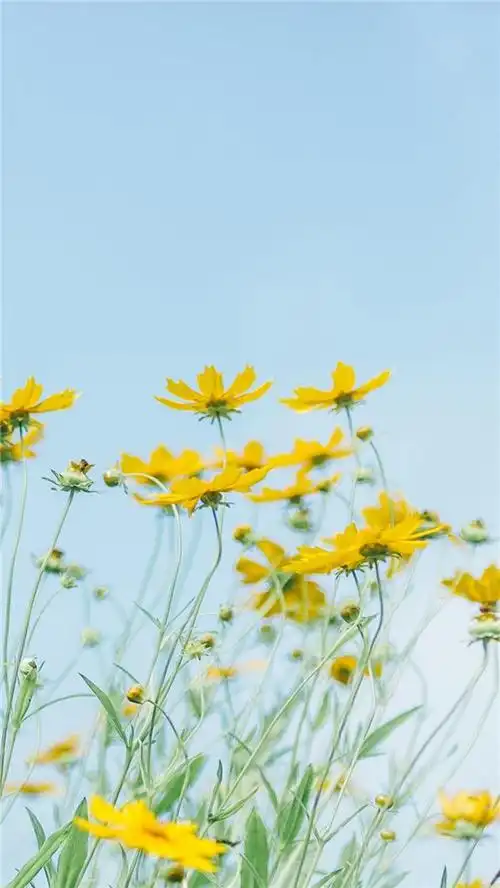 清新手机壁纸图片_2834623夏日小清新手机壁纸图片高清壁纸,夏日,清新