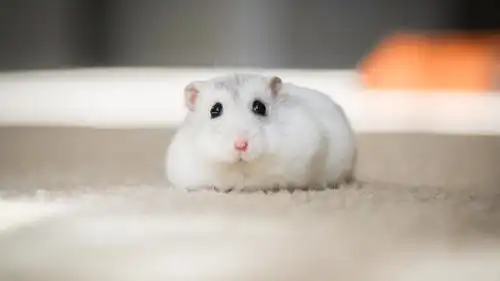 超治愈系的可爱萌宠仓鼠