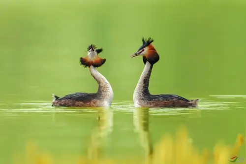恩爱夫妻凤头䴙䴘祝贺荣获首页鸟类精华