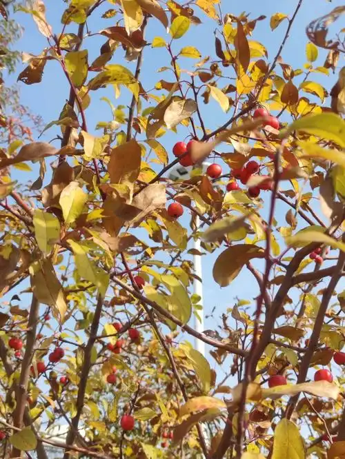 这是什么小果子能吃吗