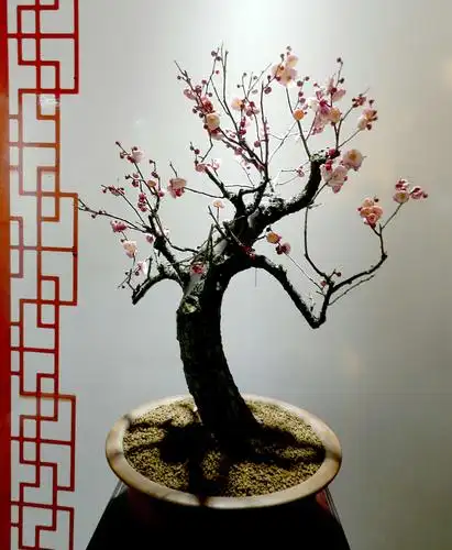 梅花盆景精品