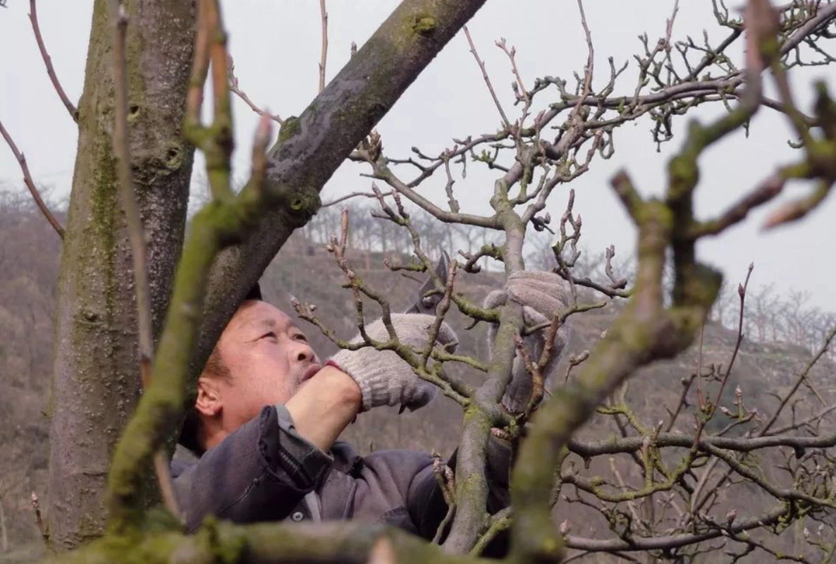 不同季节梨树修剪方法不同,教你学会正确修剪促优产