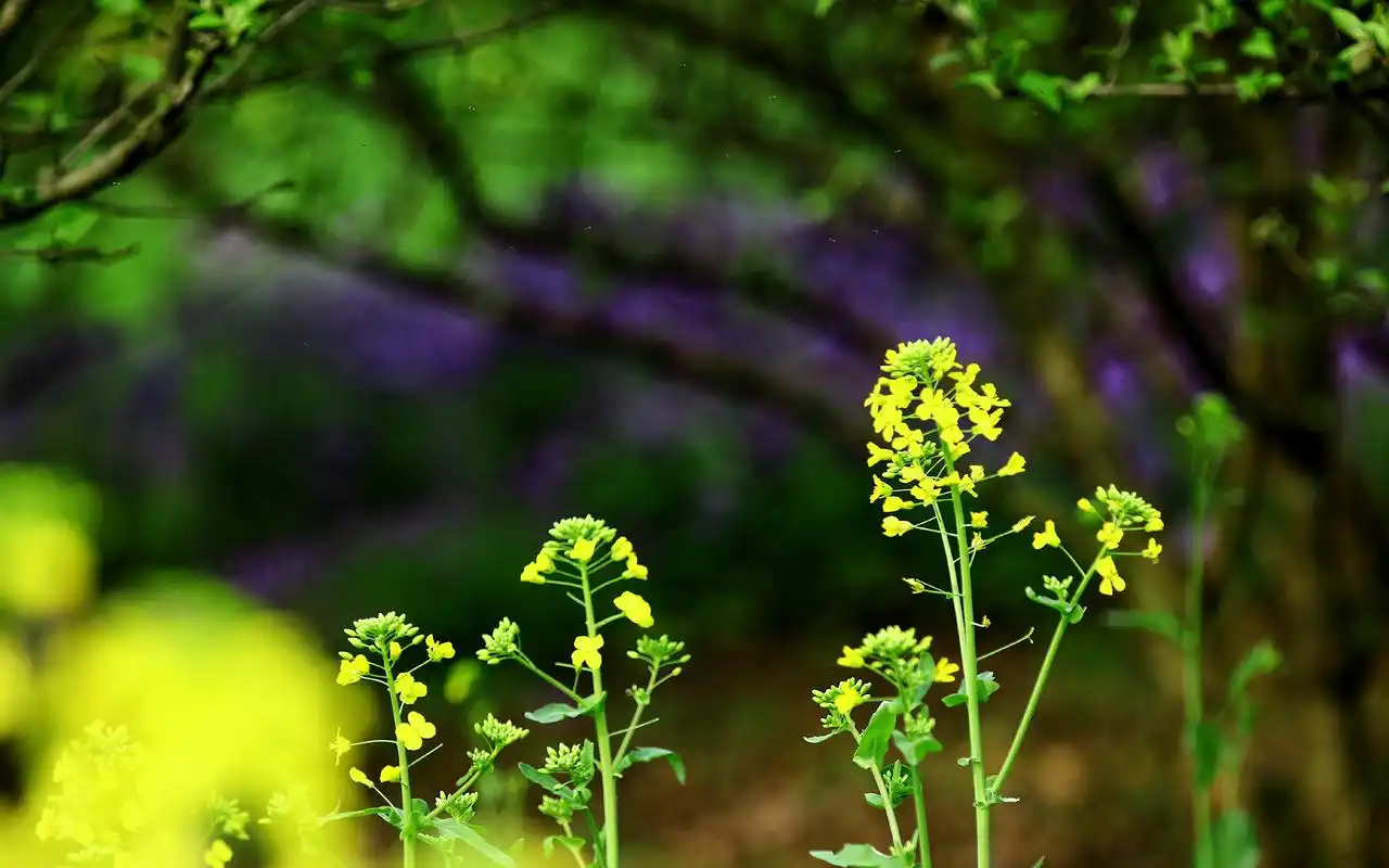 小清新唯美油菜花高清桌面壁纸