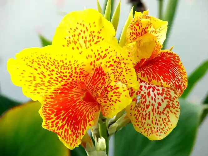 世界上最美的十种花欣赏 在你心中是哪一种呢