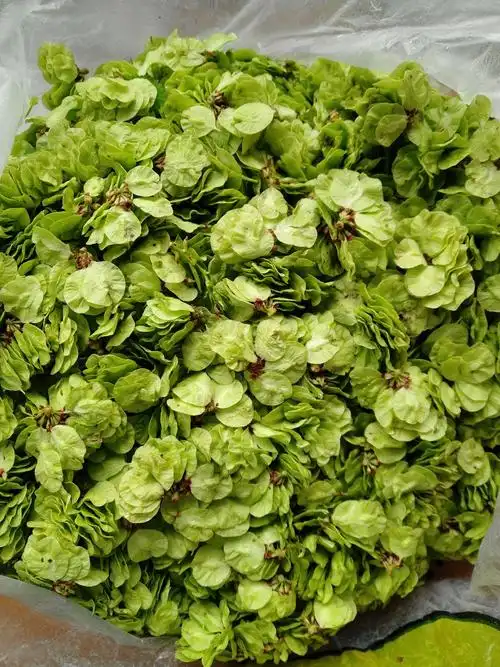 农村树上的一种果实可以蒸着吃.