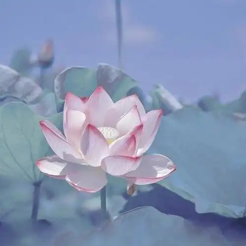 我想开了淡雅荷花头像