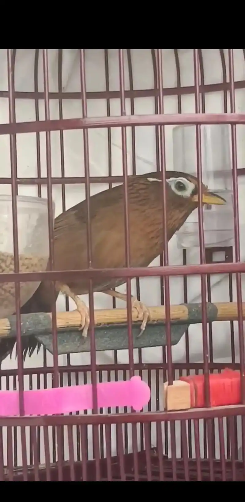 画眉鸟 #鸟叫声大全 #原创作品 #神奇动物在抖音 - 抖音