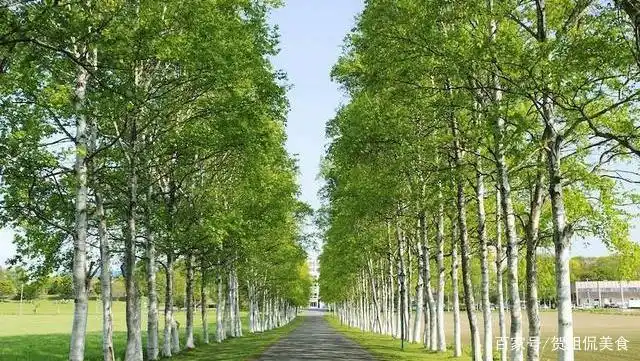 杨树栽完长的慢,长不好?栽培管理要做好,品种选择是关键