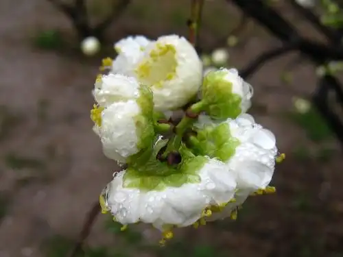 金钱绿萼梅锦枝型梅花的枝条六绿萼梅南京红宫粉梅双碧垂枝梅煊妍
