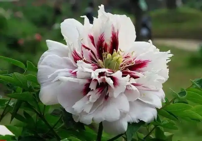 国家Ⅱ级重点保护珍稀濒危植物:紫斑牡丹