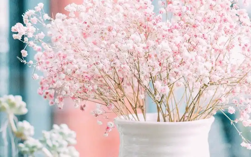 小清新唯美静物高清图片桌面壁纸