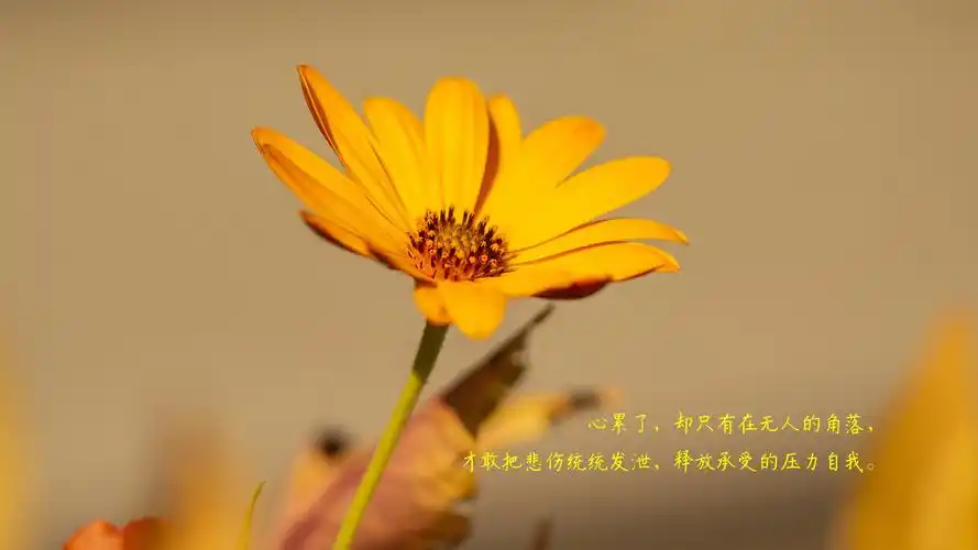 一个人心累了伤感带字图片