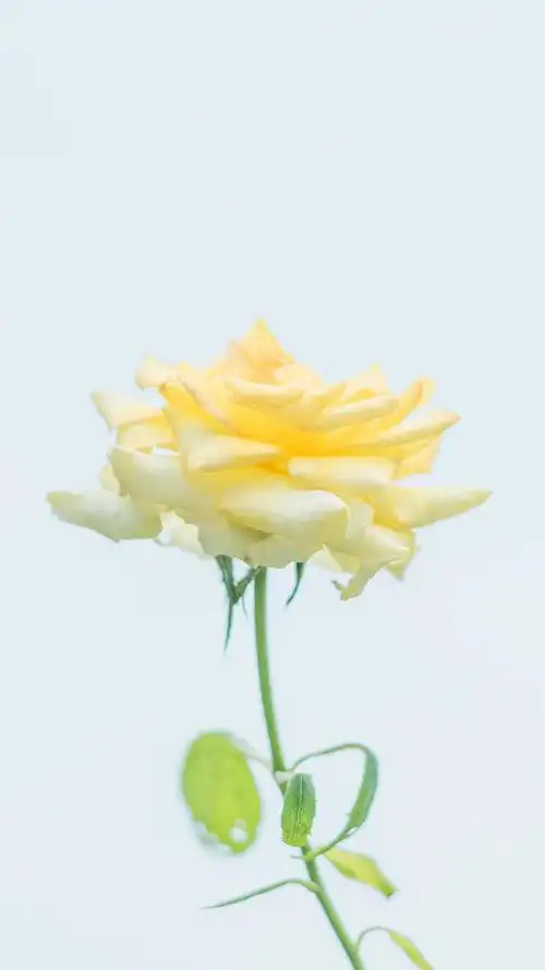 小清新唯美手机高清壁纸图片