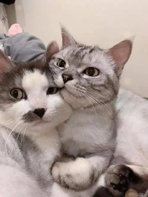 连猫都秀恩爱了忍不了zt