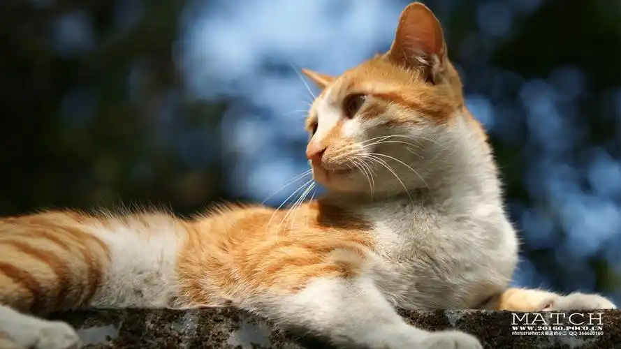 萌宠 喵星人 猫 可爱 卖萌 古灵精怪 火柴摄影 火柴宠摄高清手机壁纸