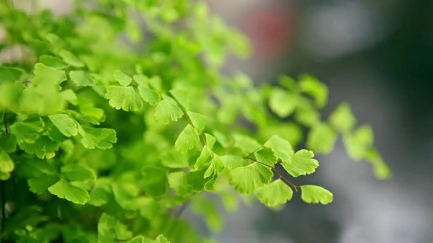 绿色小清新风格桌面壁纸