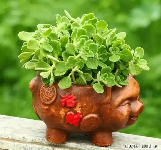 每个生肖都有自己的招财花快来看看你适合养什么