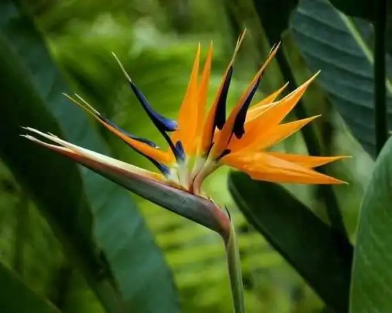 天堂鸟图片植物(家里放天堂鸟是吉是凶)