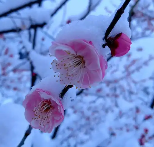 雪中赏梅