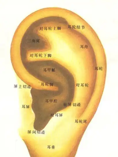 耳屏(生物 名词)