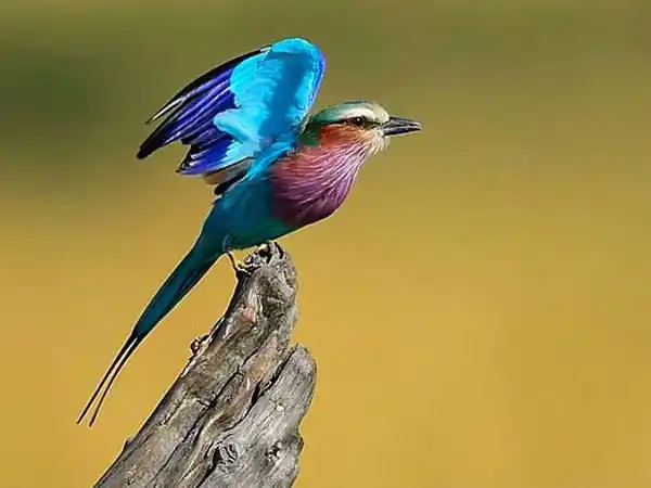 原创世界上羽毛美丽的最漂亮的鸟儿这15种美轮美奂惹人喜爱