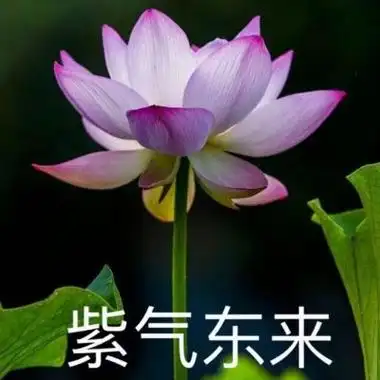 软筱荷花带字抖音较火头像20后要来了00后可以换上了