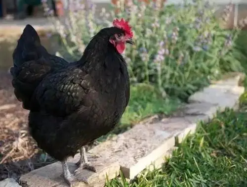 养殖澳洲黑鸡这个品种好不好