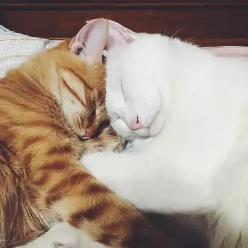 天凉了,大家找到愿意和你抱着一起睡的人了吗