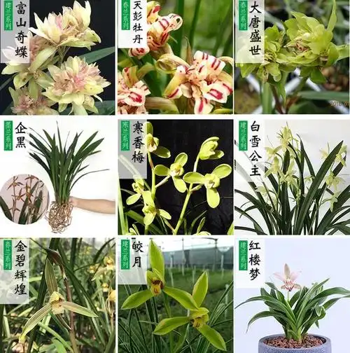 在植物王国中,兰花以其独特的魅力和优雅姿态,一直备受花卉爱好者的