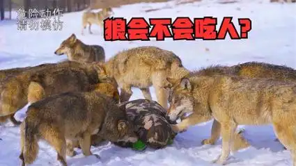 恶狼下山吃人,不料结局让人意外,看完你才知道狼有多可怕!