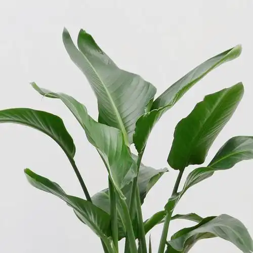 天堂鸟观叶鹤望兰成都室内盆栽植物办公室花卉绿植除甲醛阔叶盆景