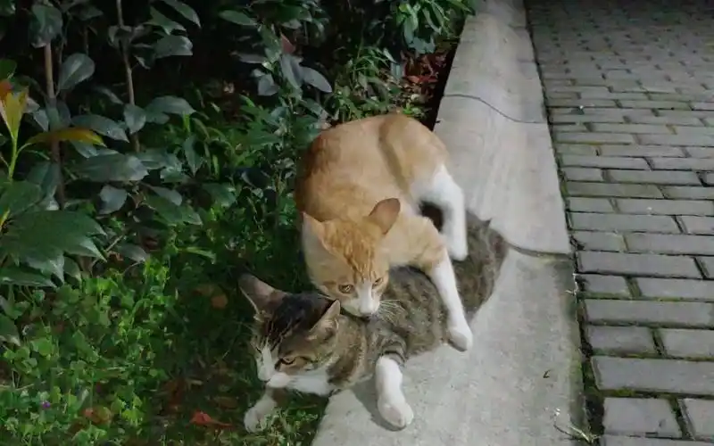 两只炫耀爱情的猫