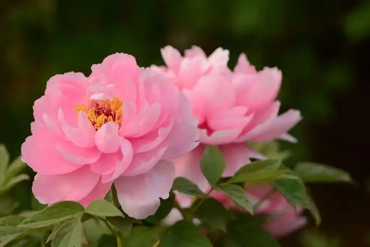 人间最美～富贵牡丹