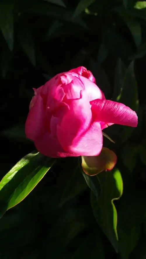 夏天～园子里盛开的鲜花