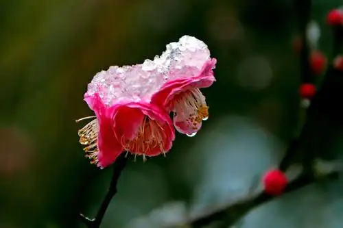 其它 雪中梅花 写美篇  整个冬天,上海未见好好下一场雪.