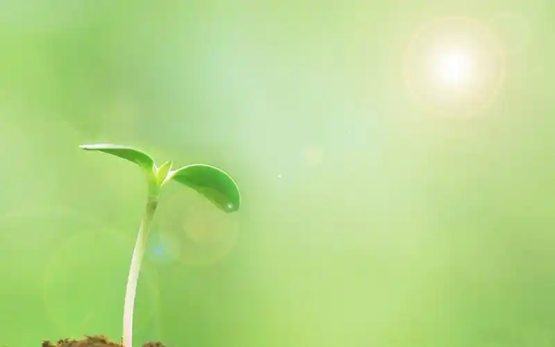 清新护眼绿色嫩芽图片桌面壁纸