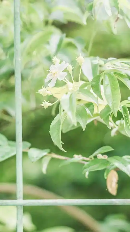 绿色唯美小清新手机壁纸图片