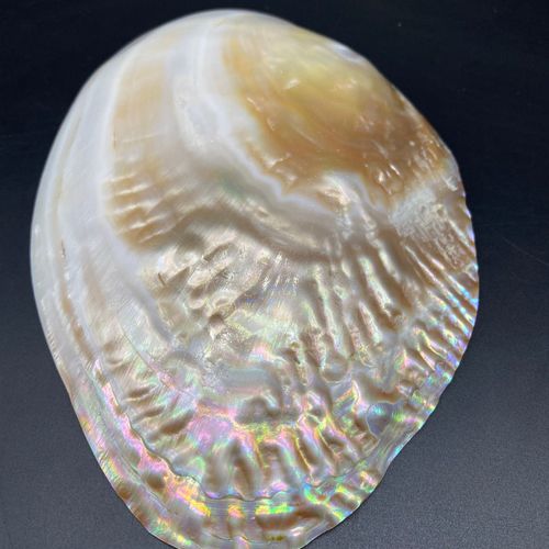炫彩光泽天然珍珠蚌壳 珍珠光泽贝壳 可做餐盘 天然贝壳海螺