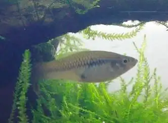 鱼友价求青剑鱼数对