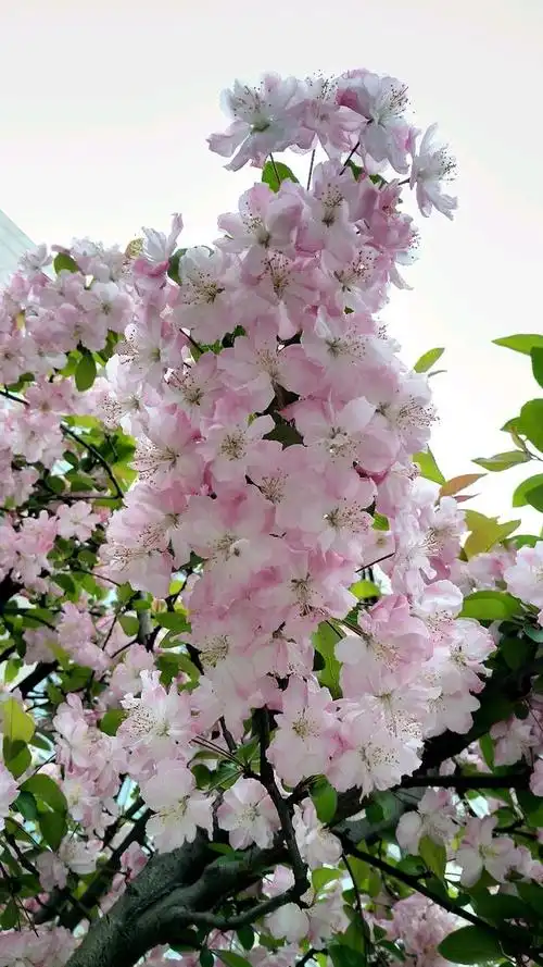 满树海棠花妖娆,沁人清香扑鼻来