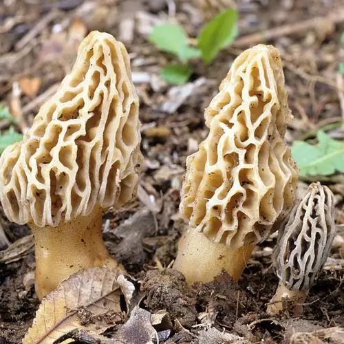羊肚野生干货云南散装农家蘑菇牛肚菌羊肚磨羊肚菌