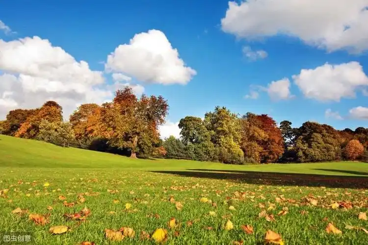 仙人掌的悲哀唯美句子没人理解仙人掌的悲哀