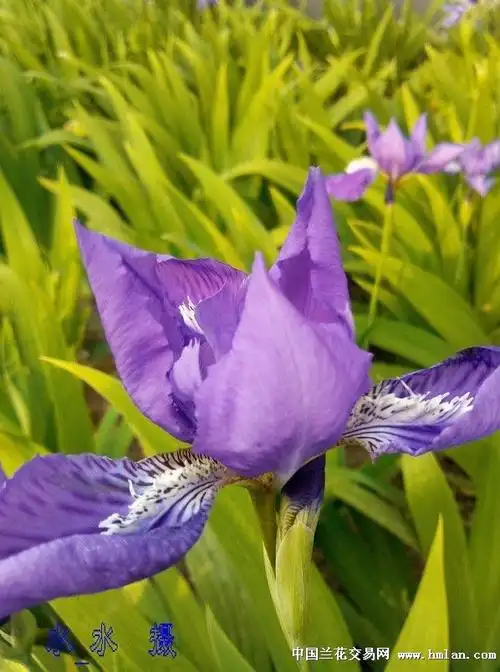 手机拍摄紫萱花