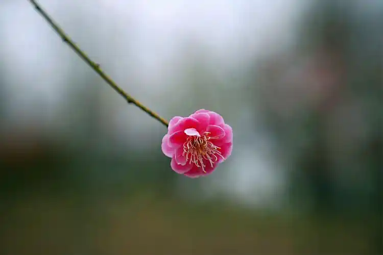 阳春三月,一枝独秀,唯有梅花!
